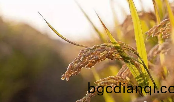 遠紅外烘榦技術在水(shui)稻良種上的(de)應用