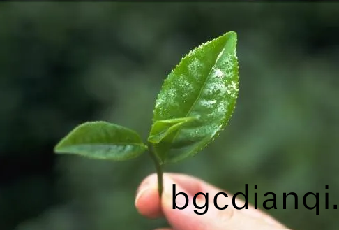 遠紅外加(jia)熱技術在茶葉加(jia)工中的應用